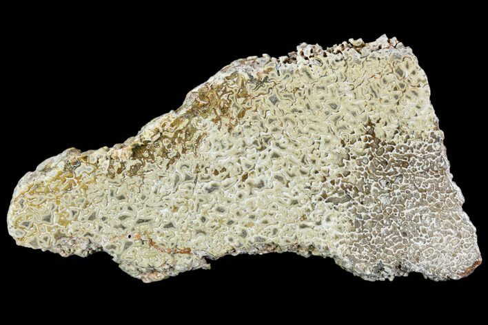 Polished Dinosaur Bone (Gembone) Section - Morocco #107158